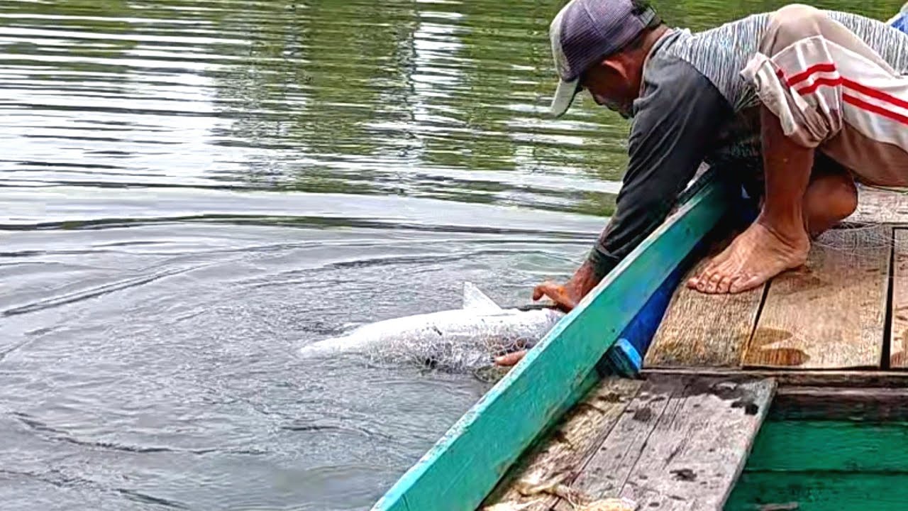SETELAH DITUNGGU DENGAN SABAR AKHIRNYA 2KALI PANCINGKU DITARIK TARIK BARRAMUNDI BESAR...!!!