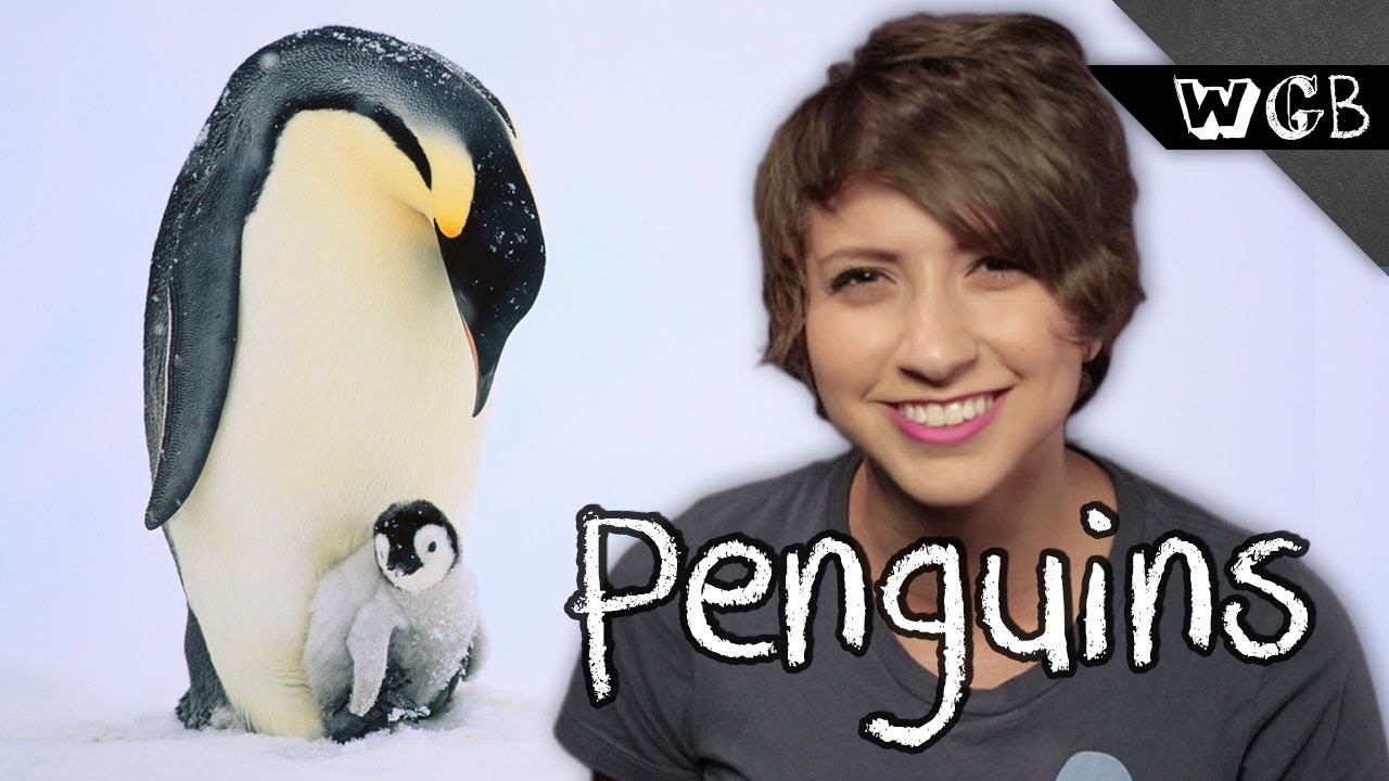 Penguins are Weird Gross and Beautiful