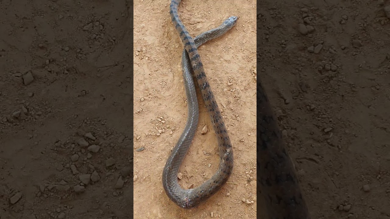 Sang ser snake #shortvideos