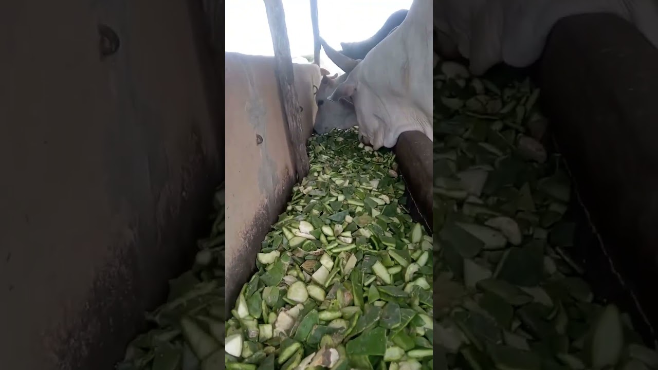Rico em prote&iacute;na e fibra... Pauma &eacute; Agro. mata fome &eacute; tudo 🌵👍