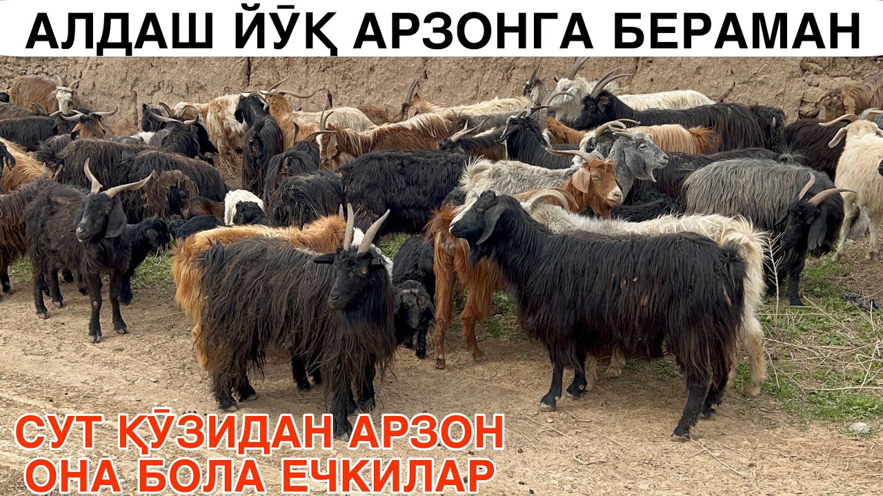 КАТТА ПАРТИЯ КЕЛДИ ☎️+998883119389