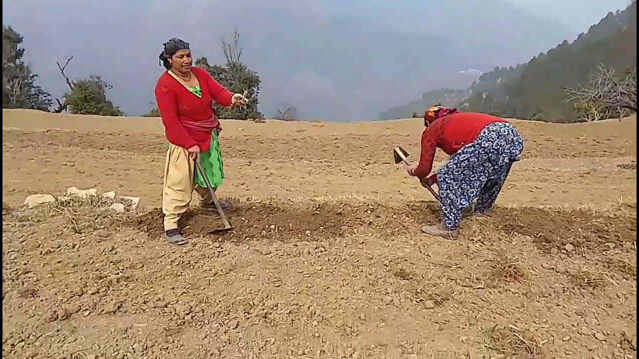 नई सबसे ज्यादाभारी#पहाड़ी उत्तराखंड#पहाड़ों की