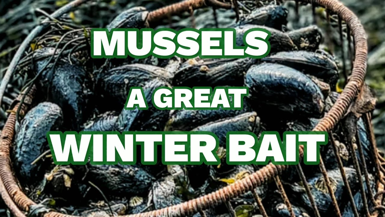 How to process Mussels - a great winter bait