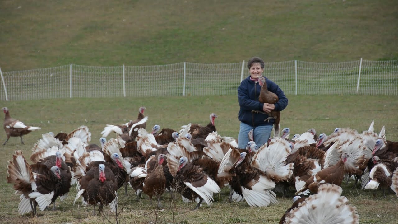 Heritage Turkey Farmer