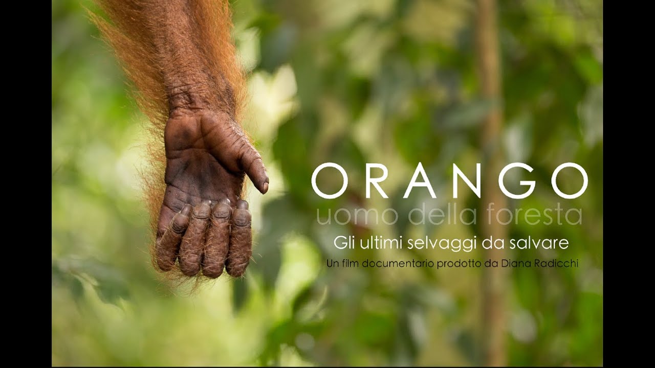 ORANGO (Sumatra) - Orangutan Documentary
