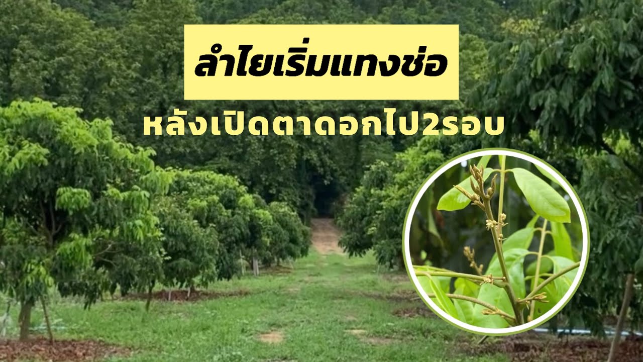 ลำไยเริ่มแทงช่อรุ่นพายุวิภาลุ้นสุดๆแต่สูตรสารดีไม่ต้องกลัว?