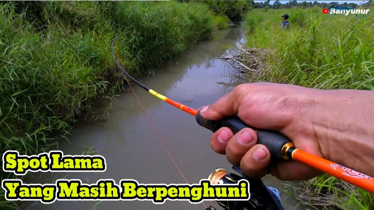 Ikannya masih betah tinggal di spot ini #ikantoman#kastingikantoman@Banyunur