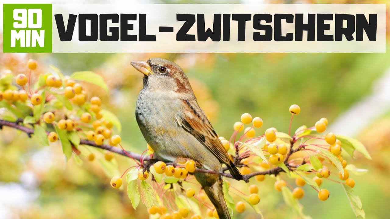 Vogelgezwitscher zum Entspannen - 90 Min Deutsche Vögel im Garten am Morgen