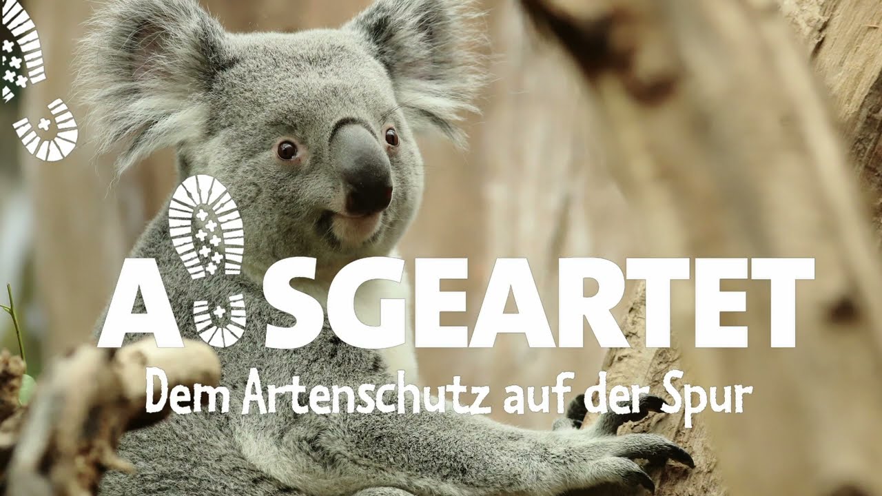 AUSGEARTET - Folge 13: Mit Phillip Hünemeyer auf den Spuren der Koalas