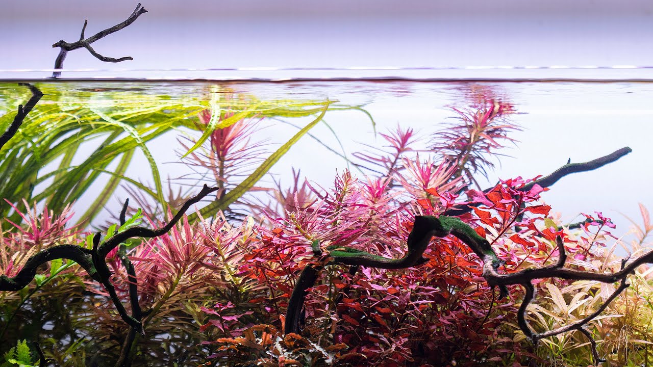 Beautiful Aquascapes - Cinematic Special (2020)