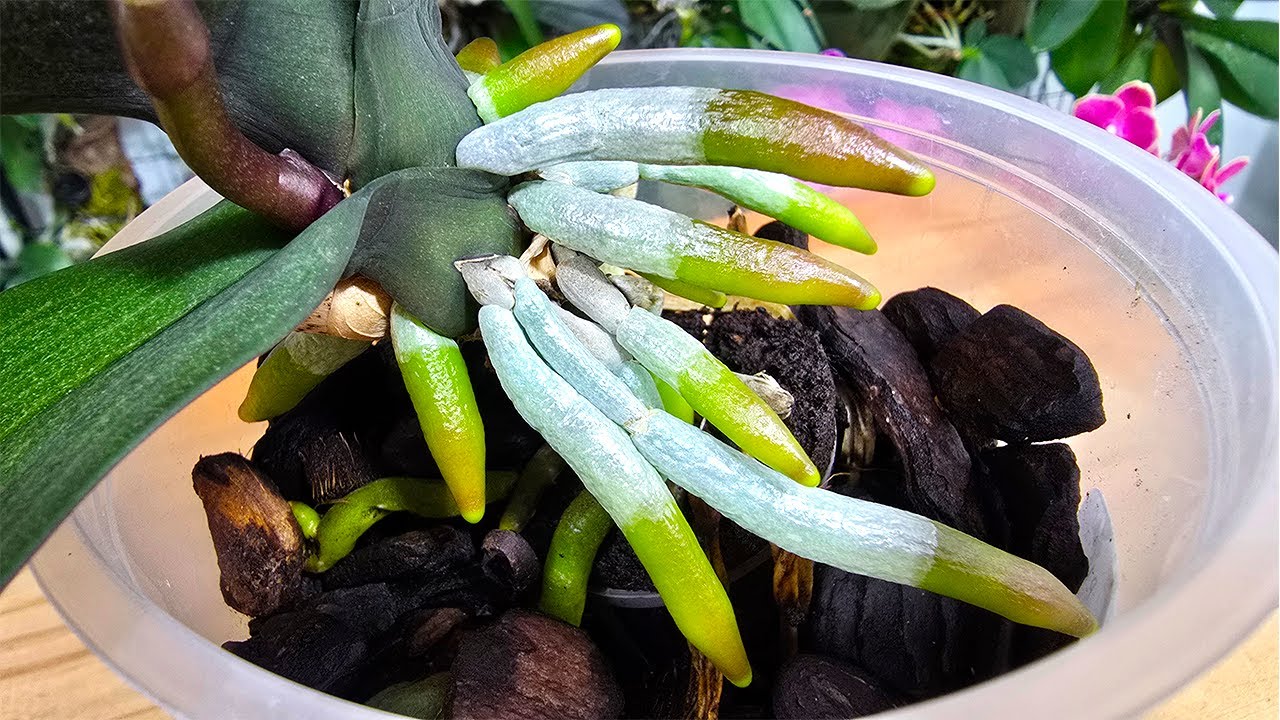Com apenas esse ADUBO a Orquídea enraizou muito e em POUCO TEMPO