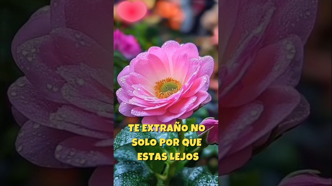 Te extra&ntilde;o mi amor 💖 💖 #amor #dedicatoriadeamor #paratiamor #shortromantic