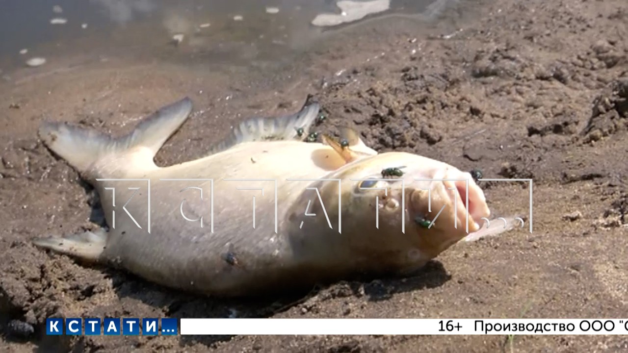 Village homes and river flooded with manure: pets survived, but fish didn't