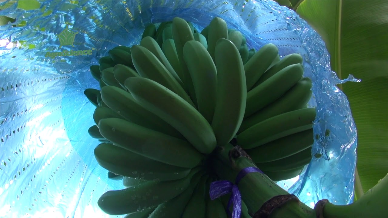 AgroScience | Rescate de Cultivo de Banano ante Huracán