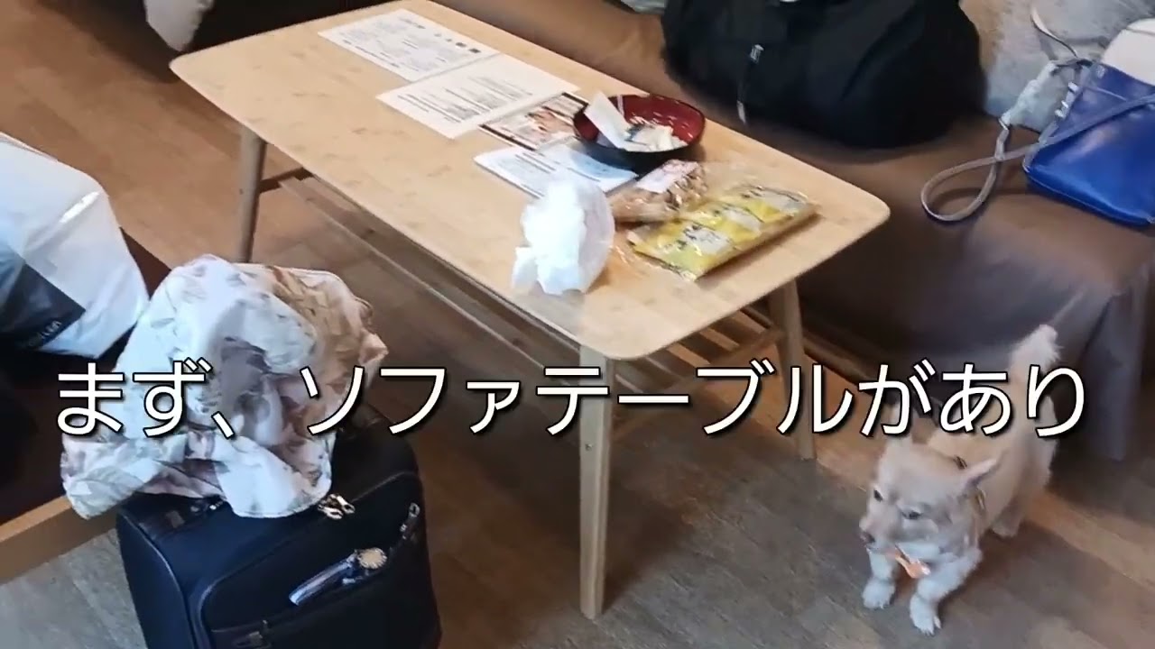 東急ハーヴェストクラブ浜名湖ペットルームに初めて泊まりにきたよ!…………〈クンクンクリンくん〉