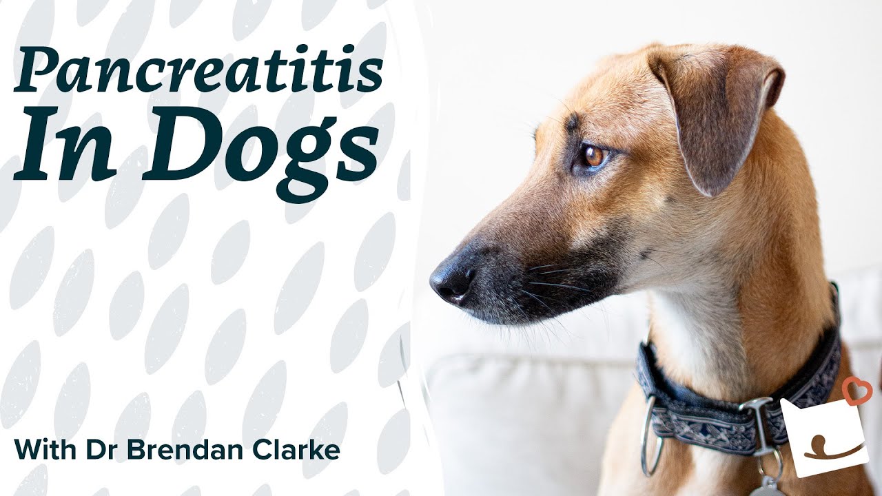 Dog Pancreatitis - What Is Pancreatitis in Dogs? | Bella & Duke