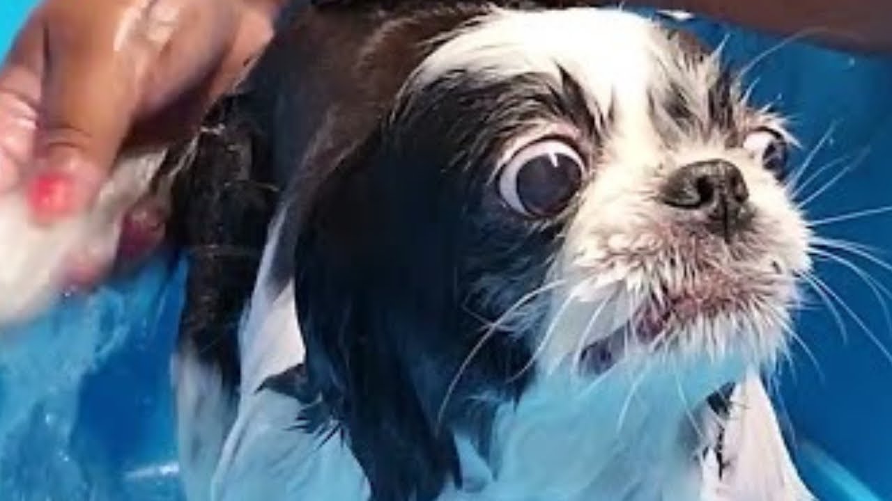 Chin Glamour: Grooming aJapanese Chin to Pawfection! 🌸✨