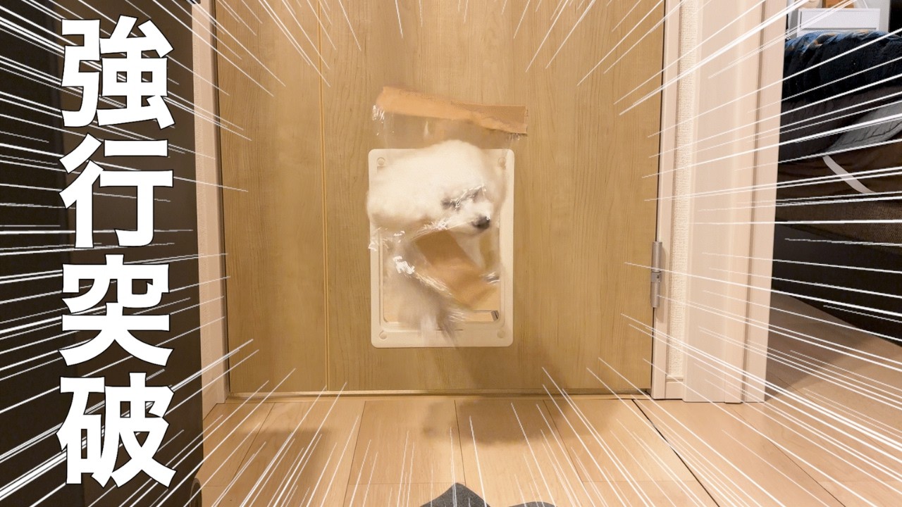 ペット用のドアにラップを貼ってみた結果…