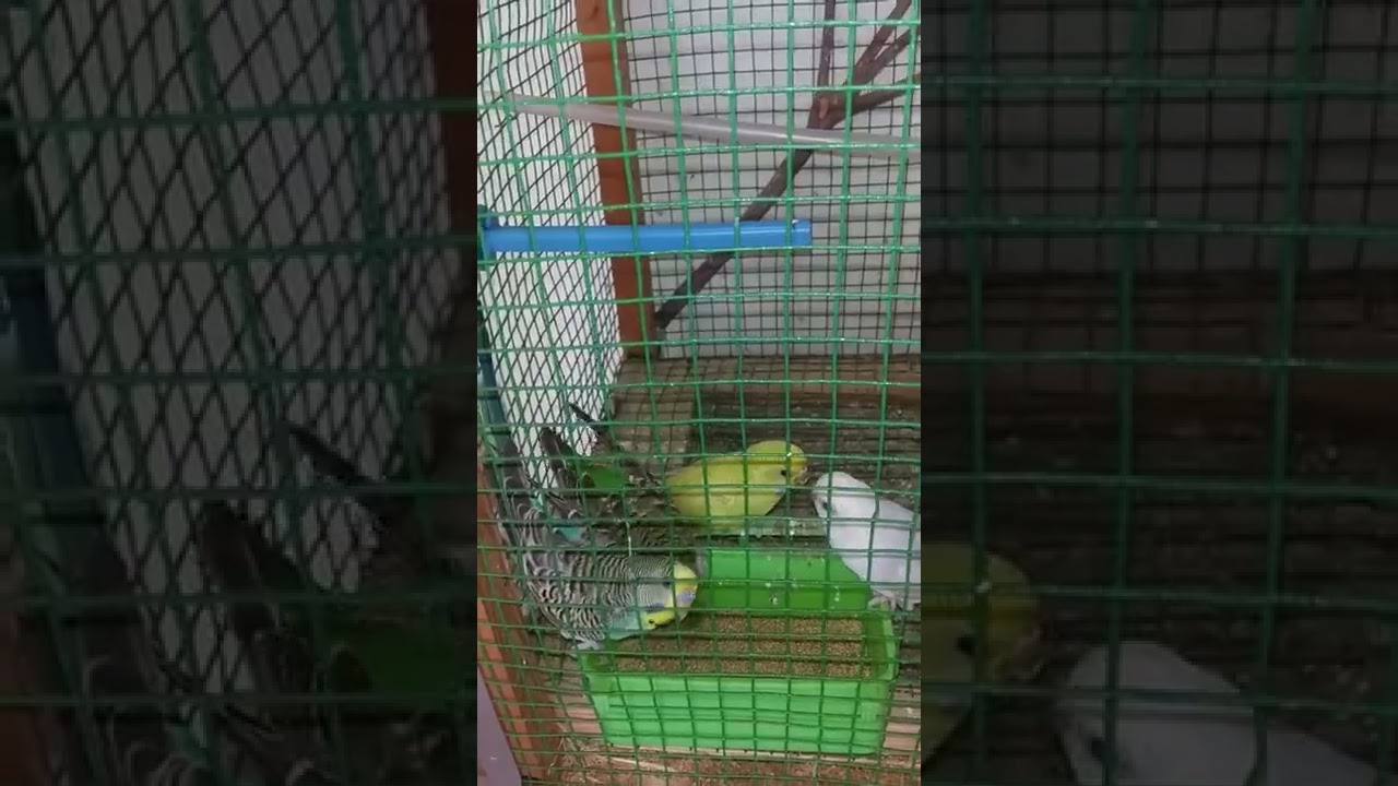 Budgies (Love Birds) in hungry and eating food so quickly