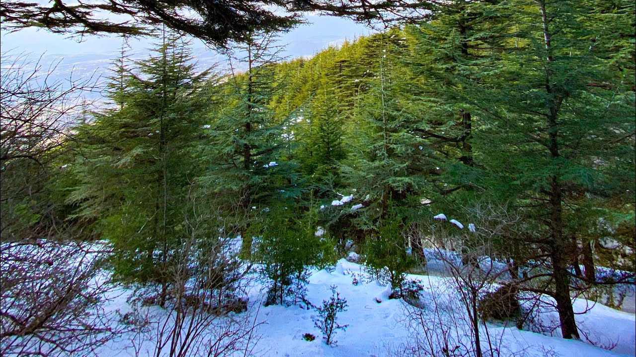 Snowshoeing in The Beautiful Cedar Forest of Maasser el Chouf
