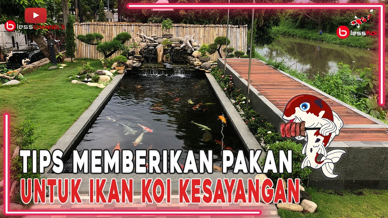 TIPS MEMBERIKAN PAKAN UNTUK IKAN KOI KESAYANGAN❗❗❗