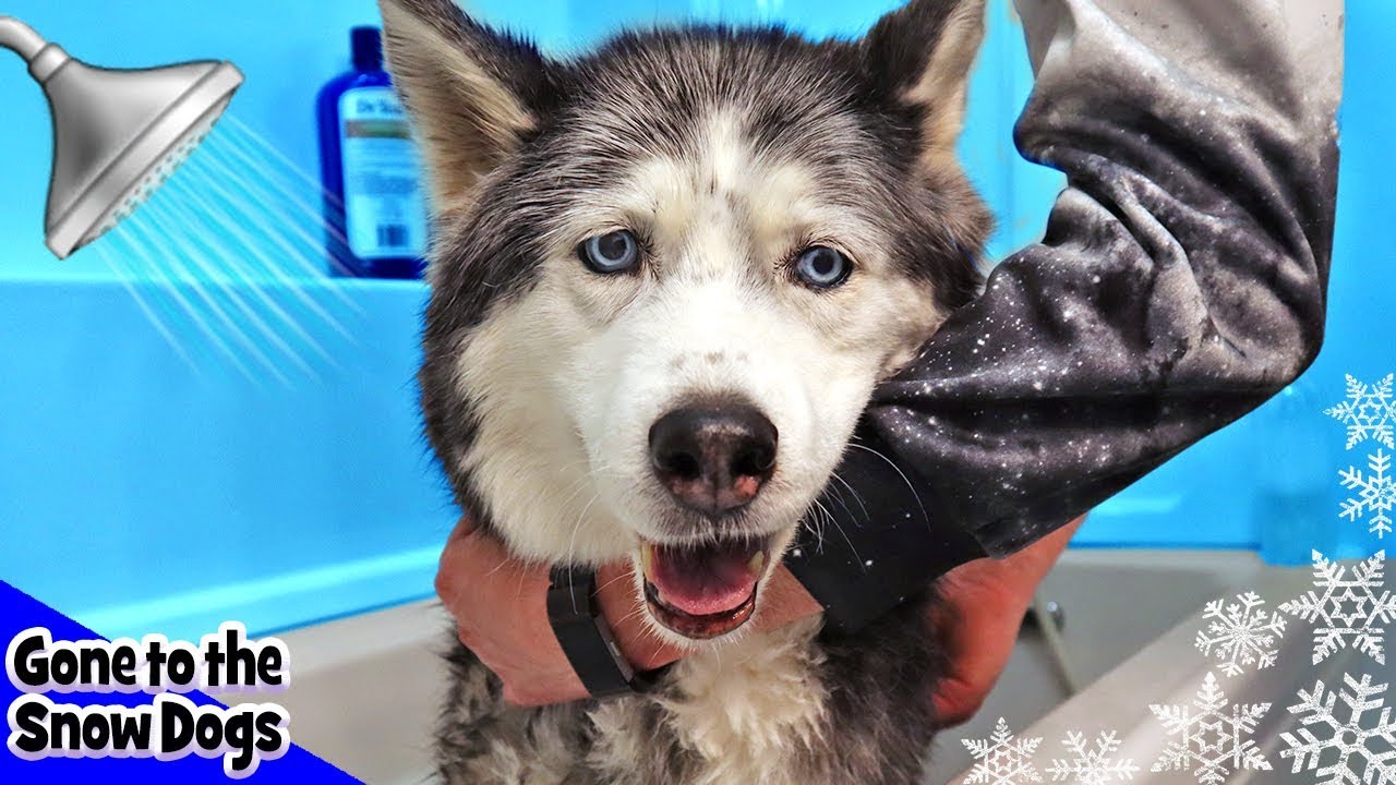 Oakley the Husky Gets a Bath | Stubborn Husky Needs a Bath | Bath Time Challenge
