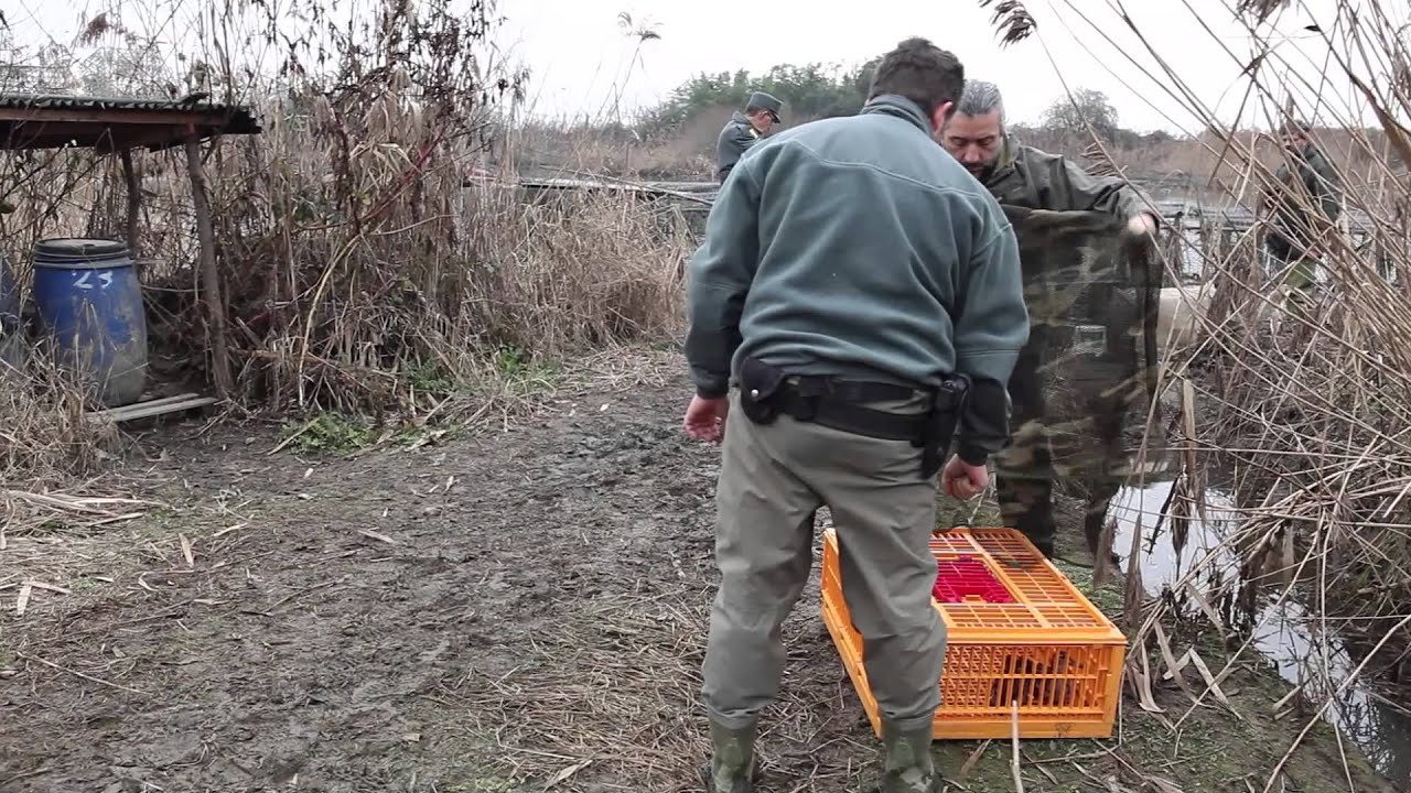 Operazione Paperopoli Pavia