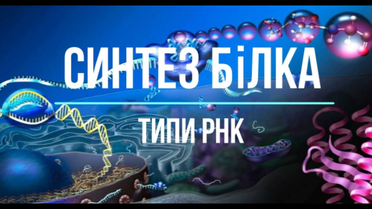 Синтез білка / Типи РНК / Реплікація.