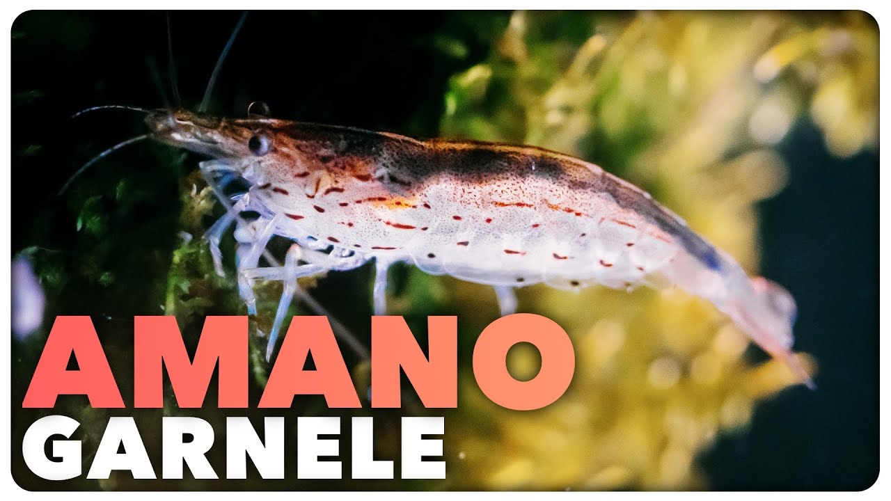 AMANOGARNELE - Alle wichtigen Informationen in 100 Sekunden!