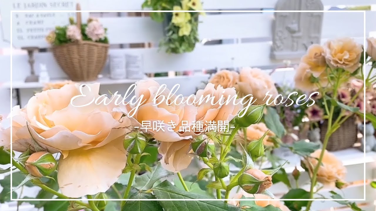 【早咲き品種満開】お庭に咲く早咲きのバラたち