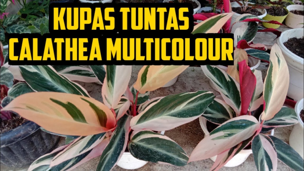 calathea multicolour | cara merawatnya | calathea multicolour care