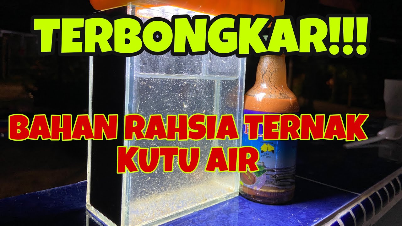 FORMULA PADU MEMBIAK DAPHNIA MAGNA // Rahsia berjaya biak daphnia magna