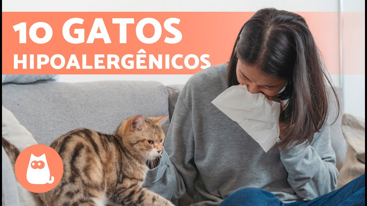 10 RAÇAS de GATOS para ALÉRGICOS 🐱✅ Gatos Hipoalergênicos