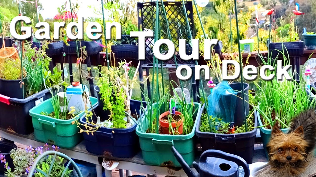 Deck Garden Small Space Vegetable Garden Growing Walking Onions Garlic Stevia Sage Celery Mint Herbs