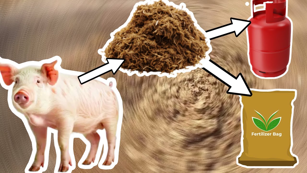 Pig Farm Visit | Waste Management
