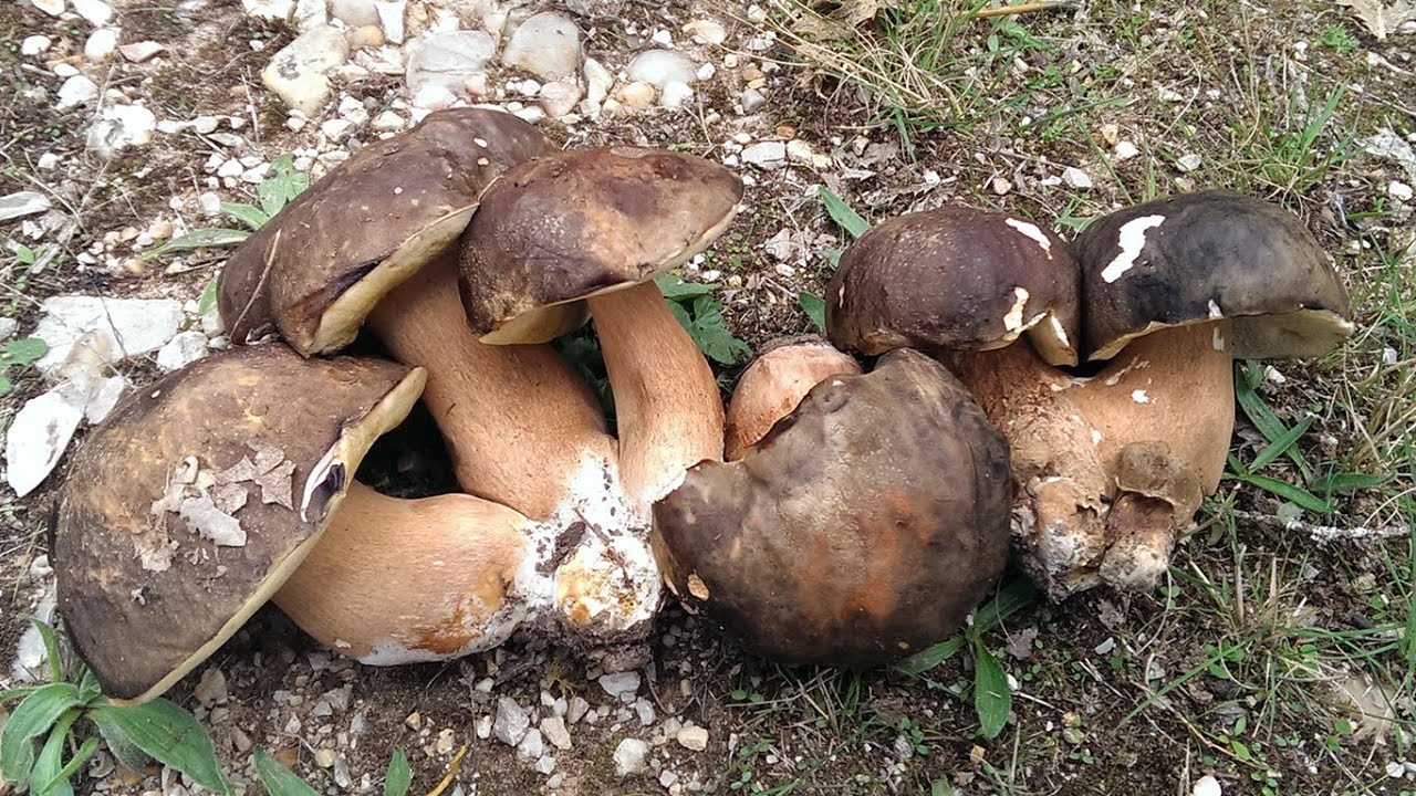 Boletus aereus 2015 [HD]