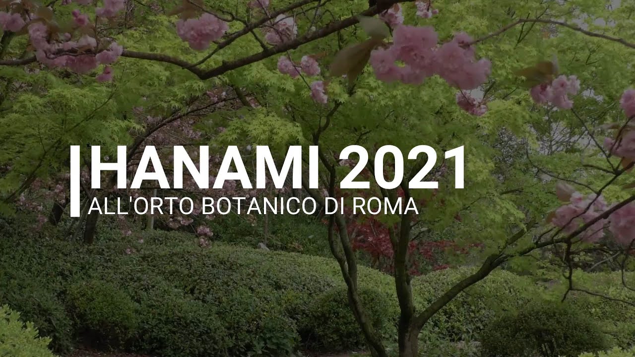 Hanami 2021 All'Orto Botanico di Roma