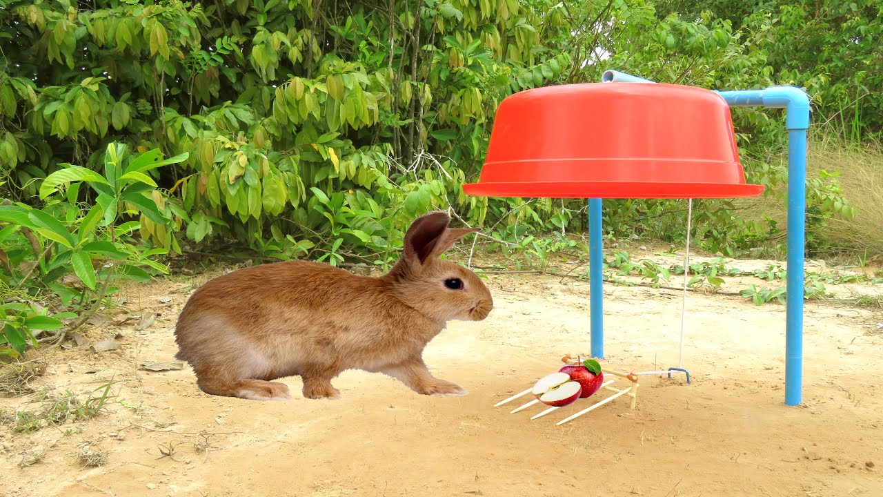Easy Rabbit Trap Using PPVC And Plastic By Smart Man That Work 100%