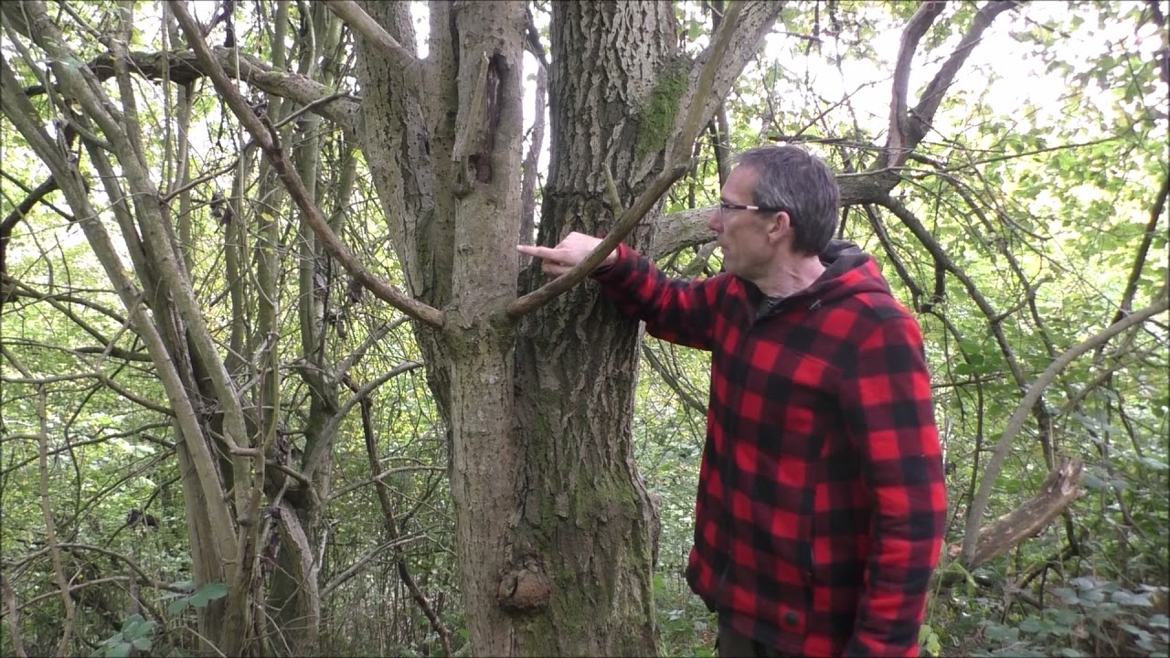 Bushcraft uses for goat willow