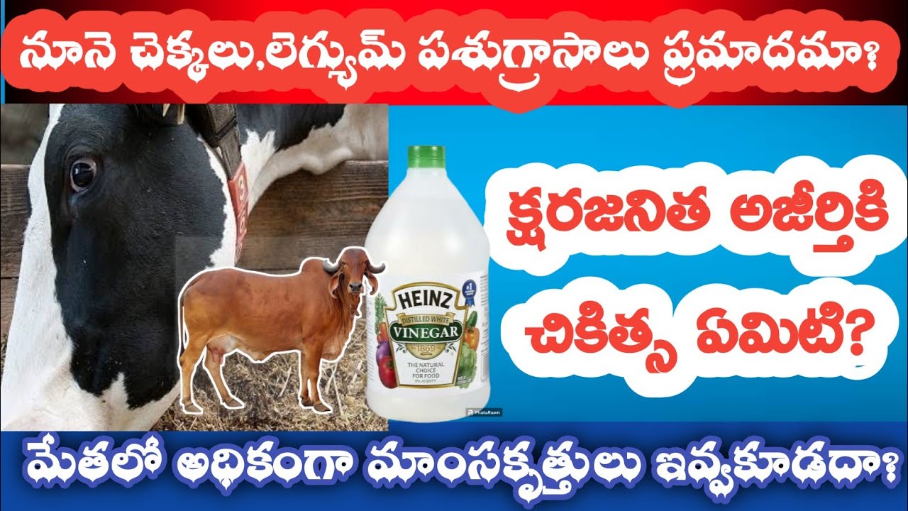 Alkaline Indigestion in Cows/Sheep/Goat-Alkalosis Symptoms-Treatment