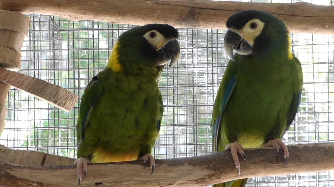 Yellow Collared Macaws breeding pair