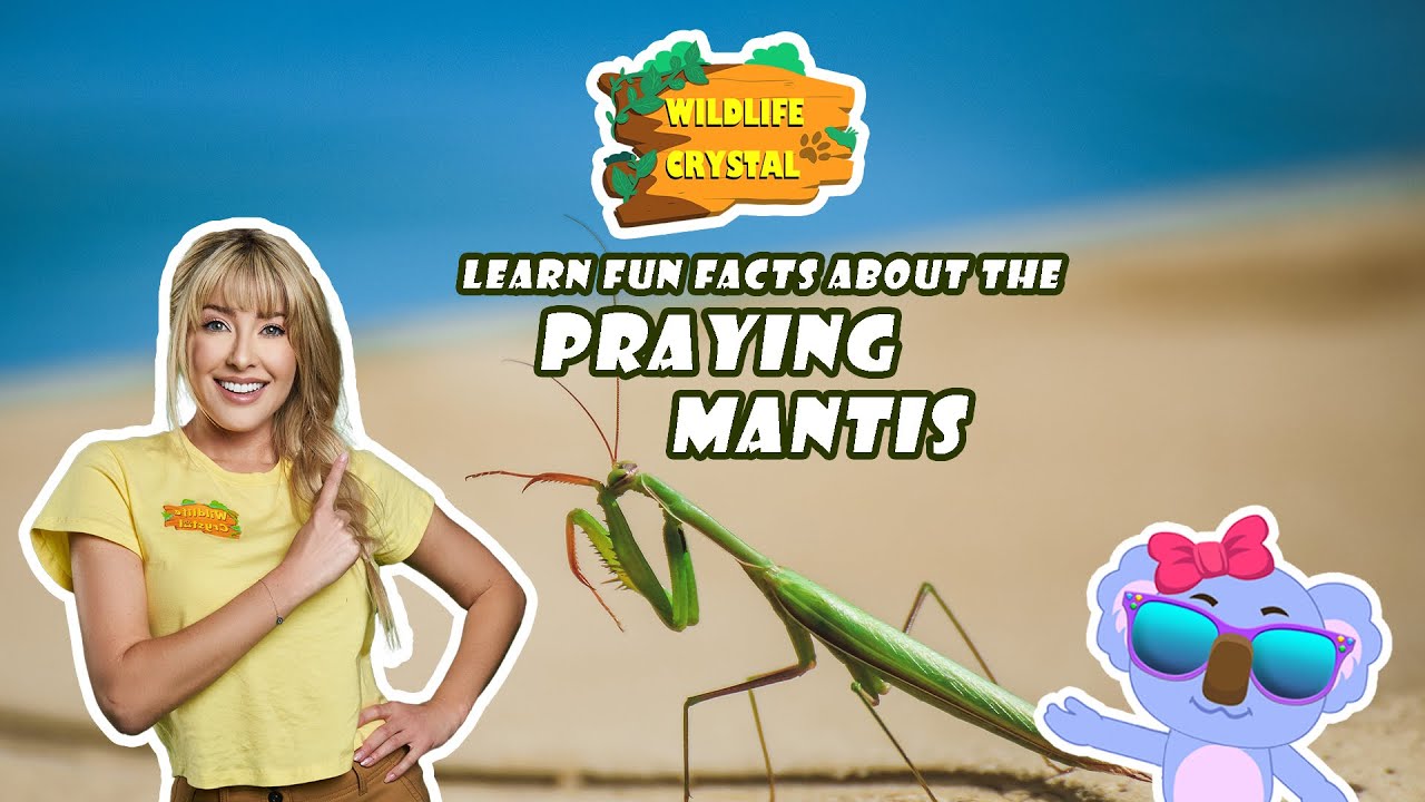 Praying Mantis Facts