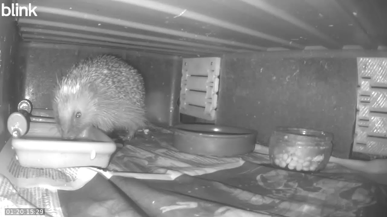 Wild Life Cam Night Of 24 01 2026