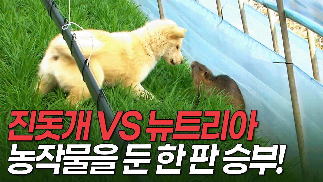 농작물 싹쓸이하는 뉴트리아 발견한 진돗개! [환경스페셜 - 낯선 침입자 뉴트리아] / KBS 20070509 방송