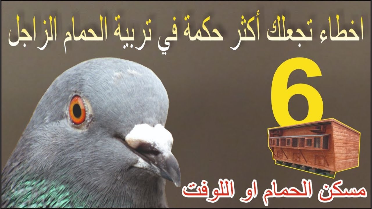 6 اخطاء تجعلك أكثر حكمة في تربية الحمام الزاجل ✔🔴من بينهم مسكن الحمام | الحمام الزاجل 2021