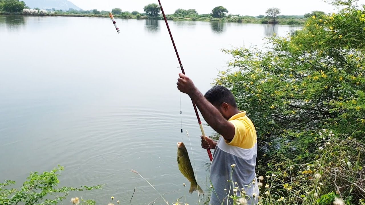 Fishing || Fisher man catching With Grass carp fishines || Grass carp || Piranha || Village fishing