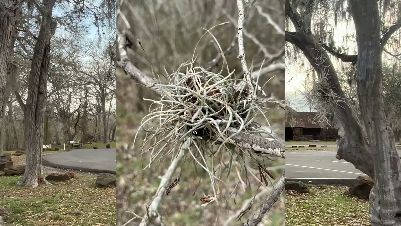 Ball Moss and Spanish Moss
