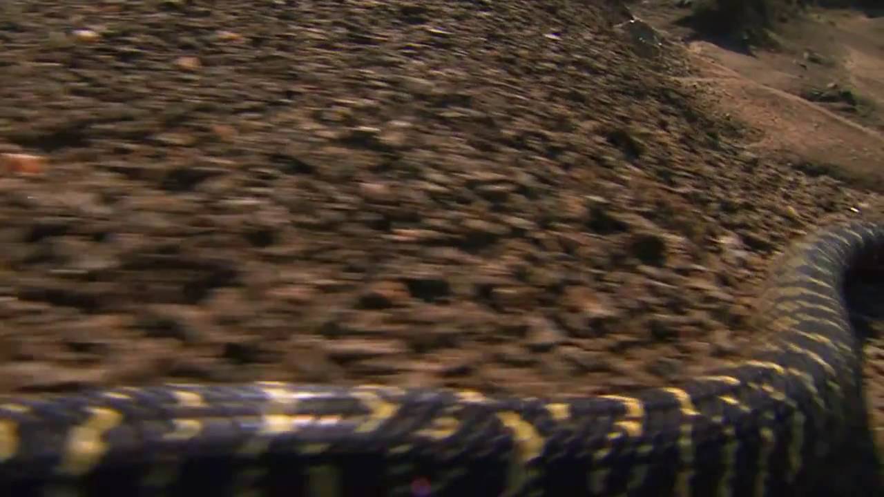Zebra Snake vs Chameleon