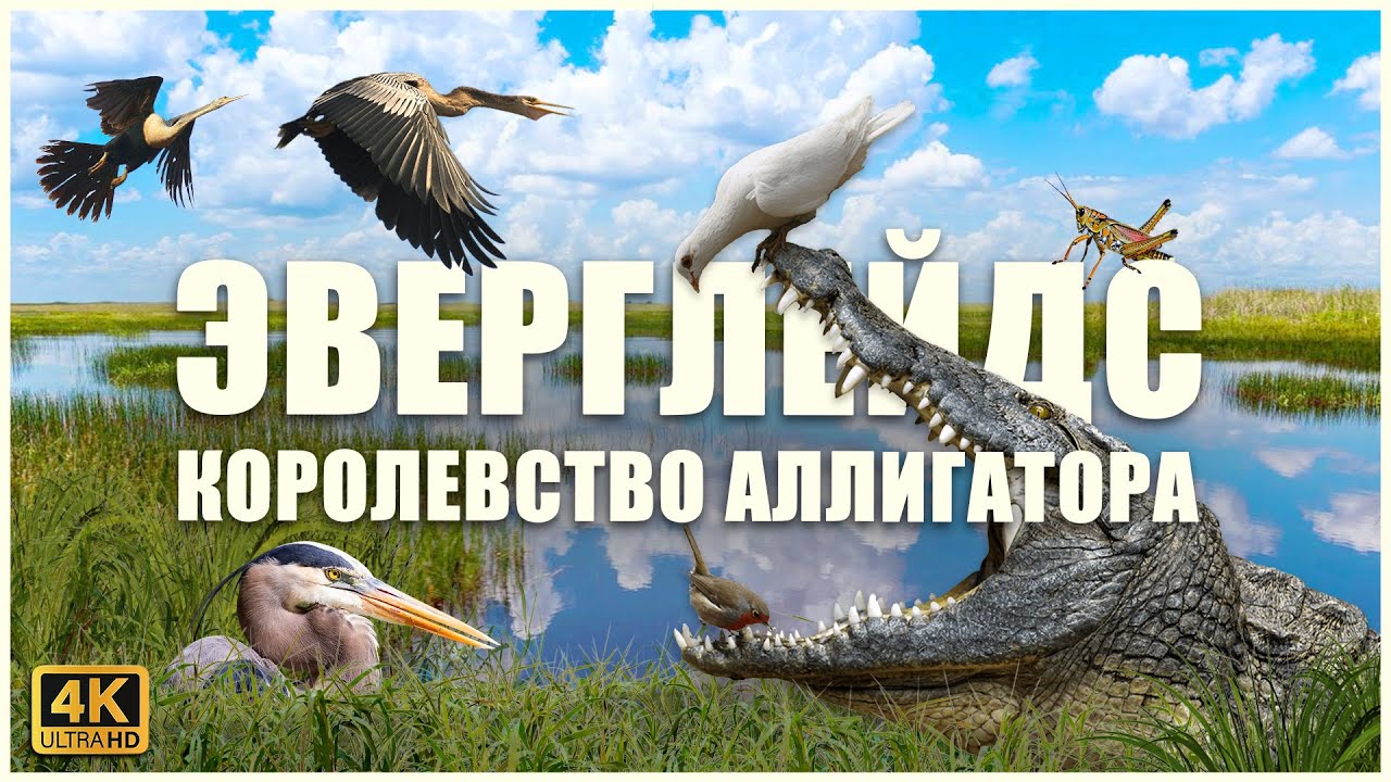 Национальный парк ЭВЕРГЛЕЙДС, мистический мир болот 🐊🐊🐊