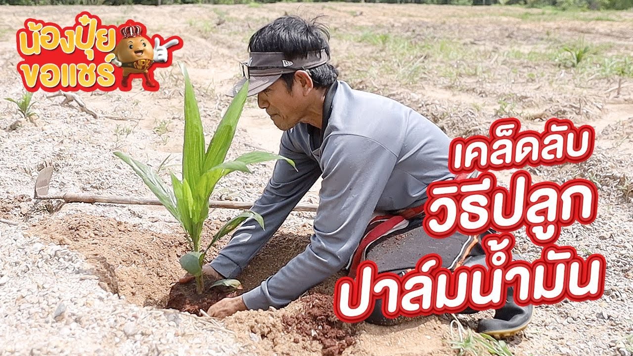 น้องปุ๋ยขอแชร์ เคล็บลับ วิธีปลูกปาล์มน้ำมัน ตั้งแต่ เตรียมพื้นที่ปลูก เลือกต้นกล้าและ การดูแลระยะแรก